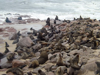 Seals at Cape Cross