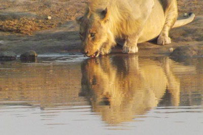 Lion taking a drink