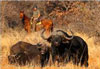 Horse riding safaris