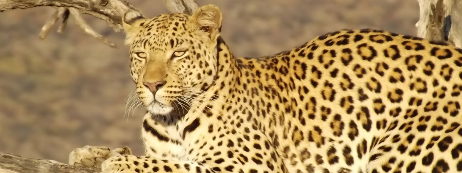 Leopard