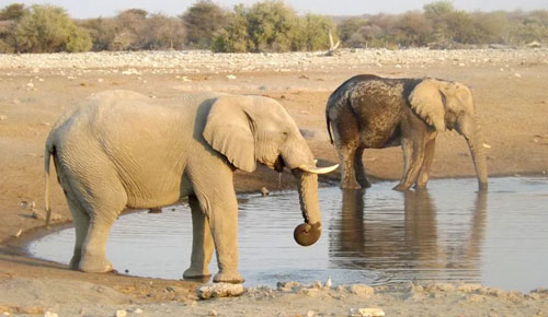 Elephants at Etosha
