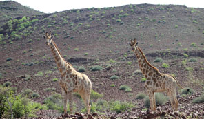 Giraffe, Kaokoland